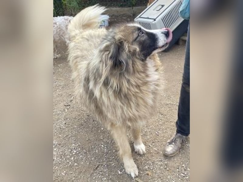 Panagos sucht Zuhause mit Arbeitsauftrag