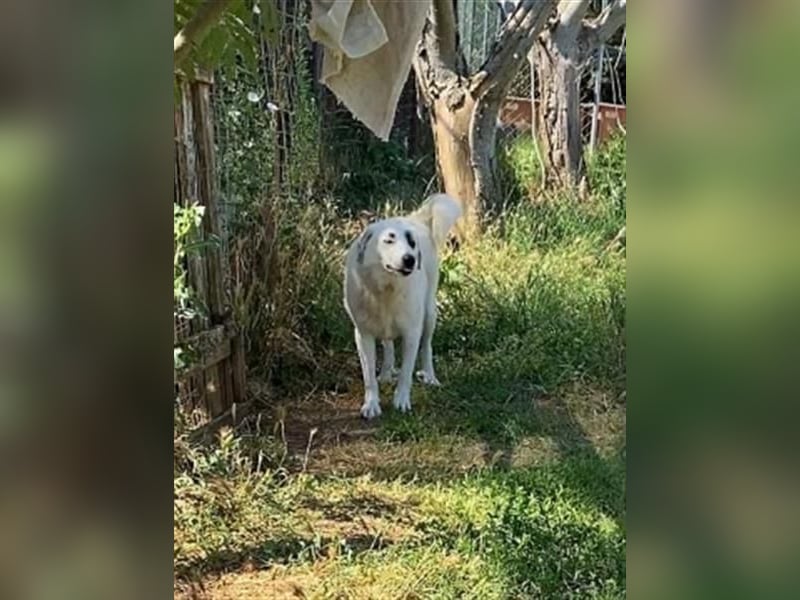 Aroma - eine sanfte Seele wartet auf ihr Glück