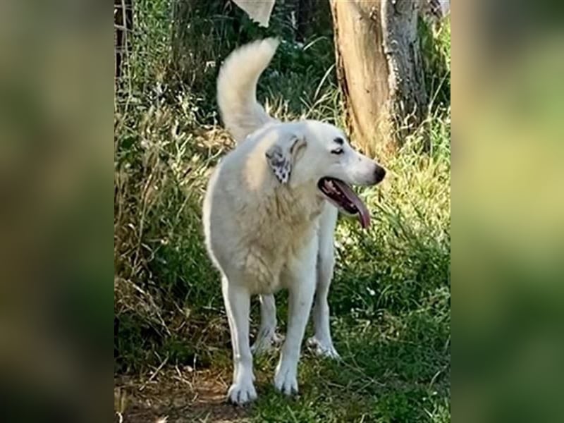 Aroma - eine sanfte Seele wartet auf ihr Glück