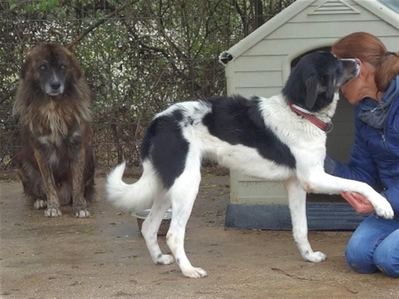 freundlicher Jovan mit bernsteinfarbenen Augen sucht ländliches Zuhause freundlicher Jovan mit bernsteinfarbenen Augen sucht ländliches Zuhause