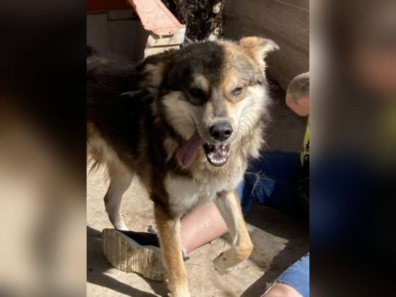 Kyros - ein Herz auf 4 Pfoten