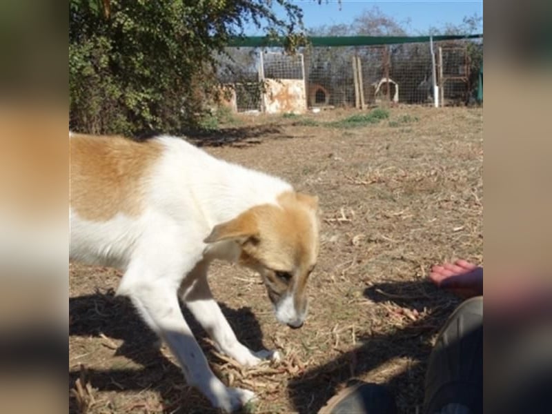 Emma - freundliche Hündin sucht ihre Familie