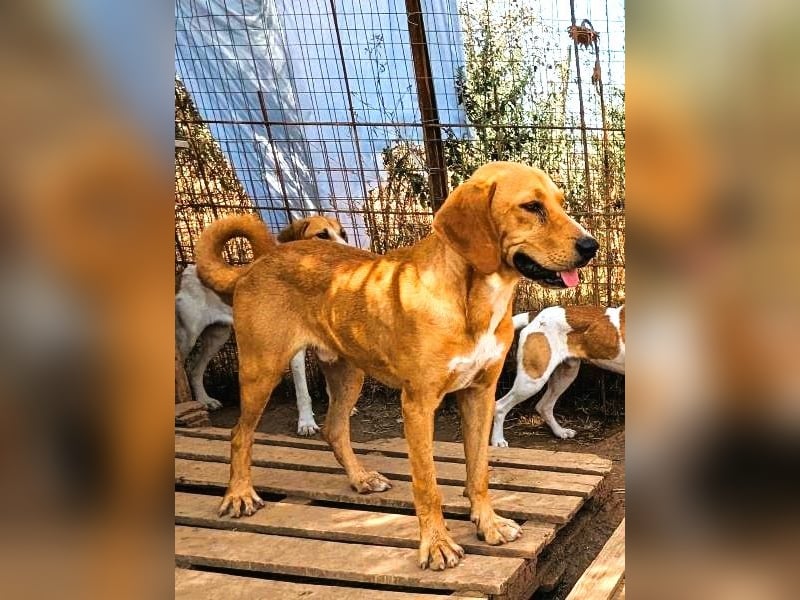 Herzensbrecher Loki sucht Familienanschluss