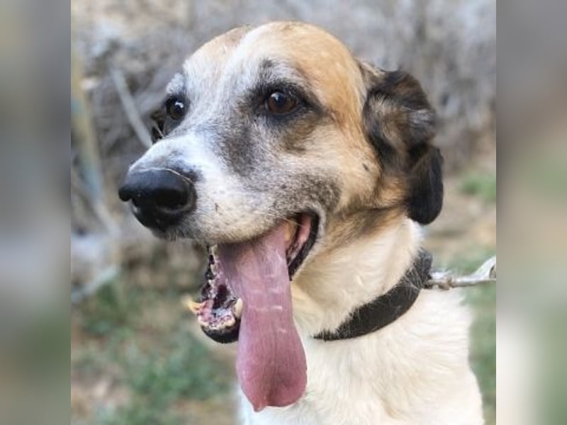 Freundliche Ira sucht Seniorenplatz