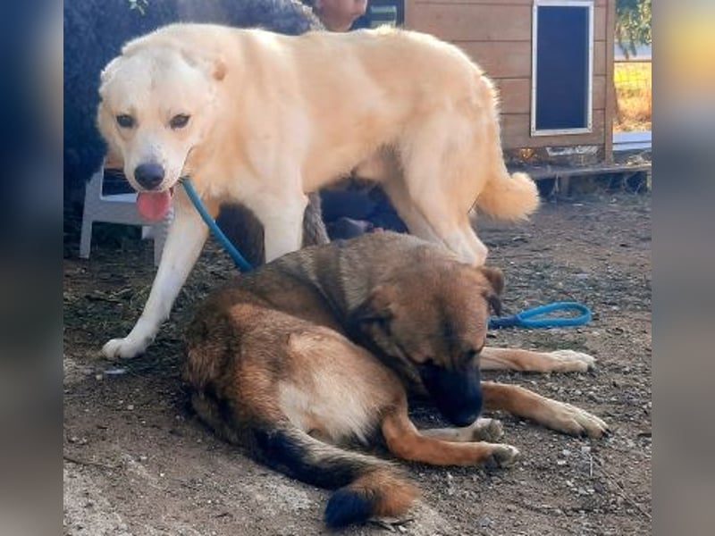 Freundliche Kyra sucht ihr Glück