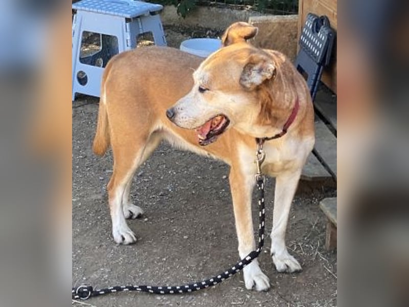 Nala - liebe sanfte Hündin