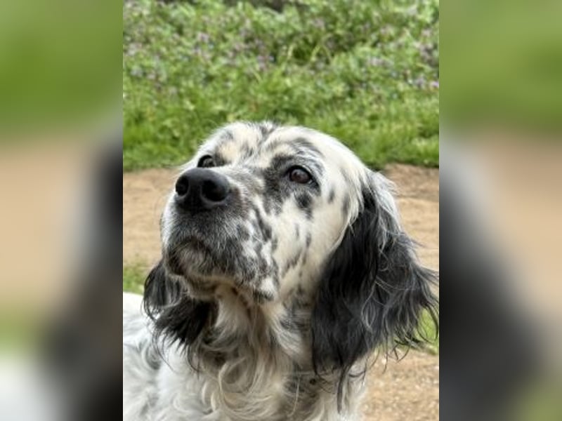 Elvira - treue Settermix Hündin sucht dich