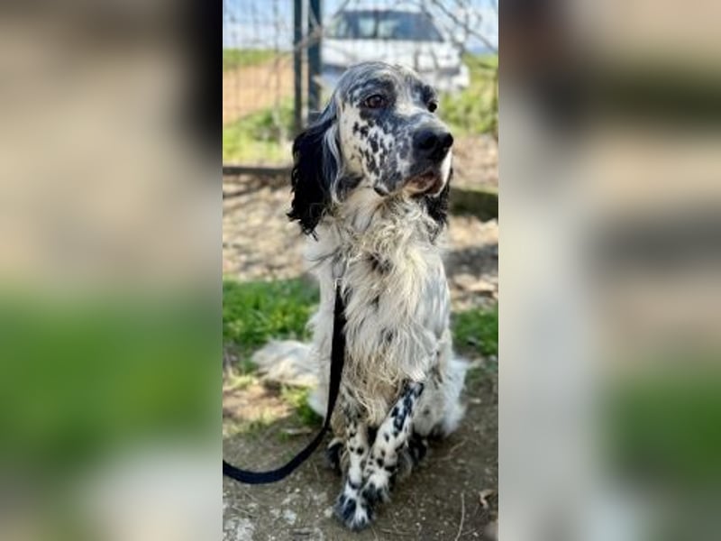 Matteo - feiner treuer Setter-Mix