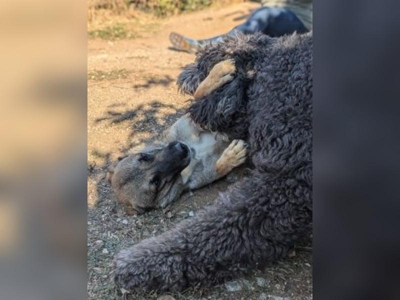 Freundliche Kyra sucht ihr Glück