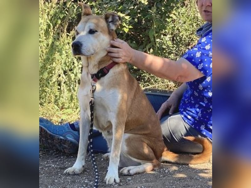 Nala - liebe sanfte Hündin