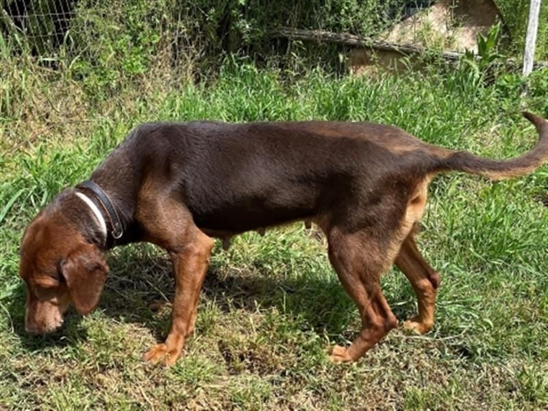 Sanfte Lizoula - Herzenshund mit trauriger Vergangenheit sucht warmes Plätzchen