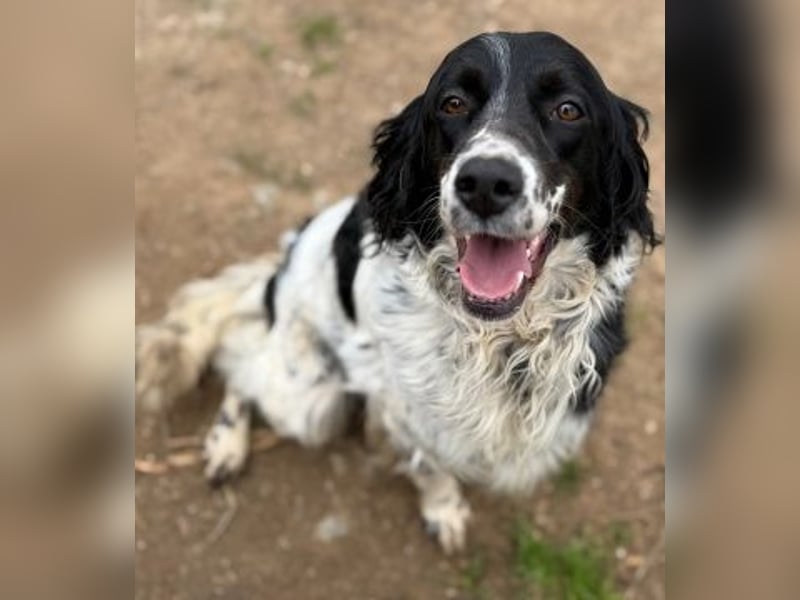 Serafina- schmusige Setter-Mix-Hündin liebt Mensch und Tier