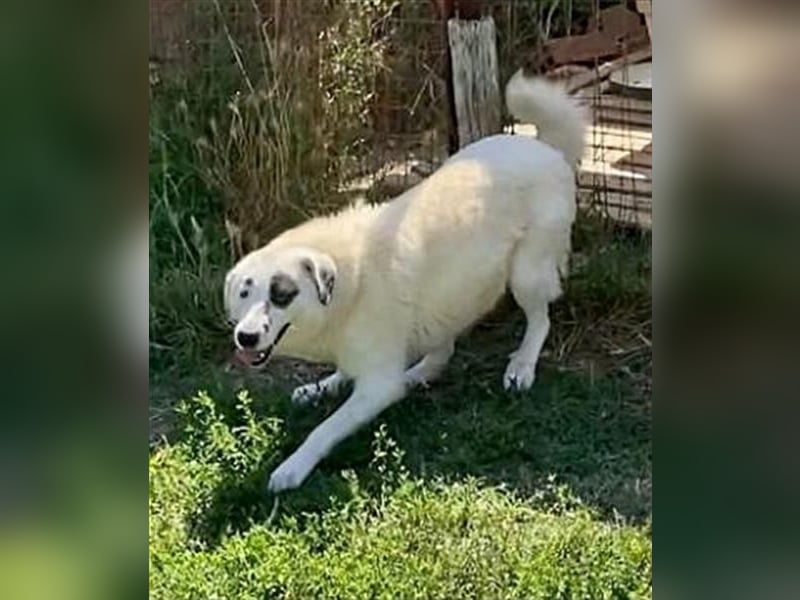 Aroma - eine sanfte Seele wartet auf ihr Glück