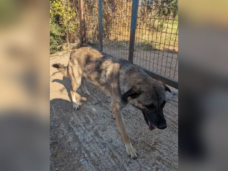 Freundliche Kyra sucht ihr Glück