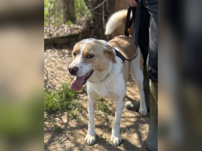 Freundlicher Frankie sucht seine Familie