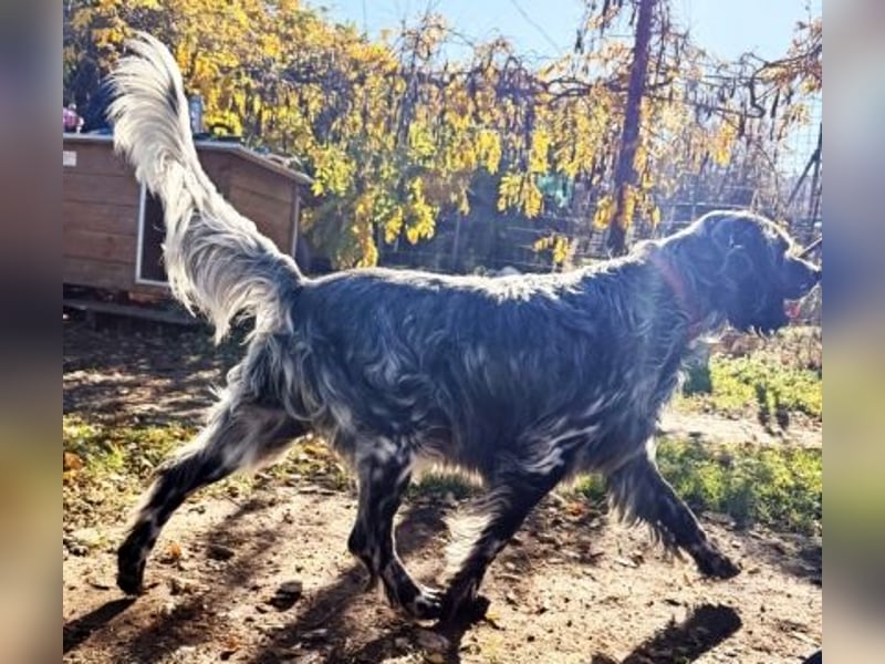 Ernesto - freundlicher Setter sucht sicheres Zuhause