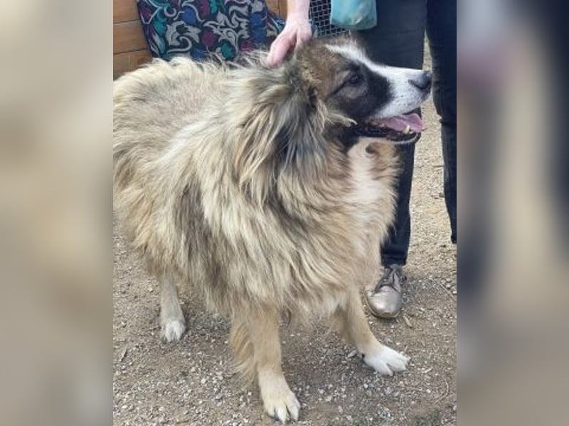 Panagos sucht Zuhause mit Arbeitsauftrag