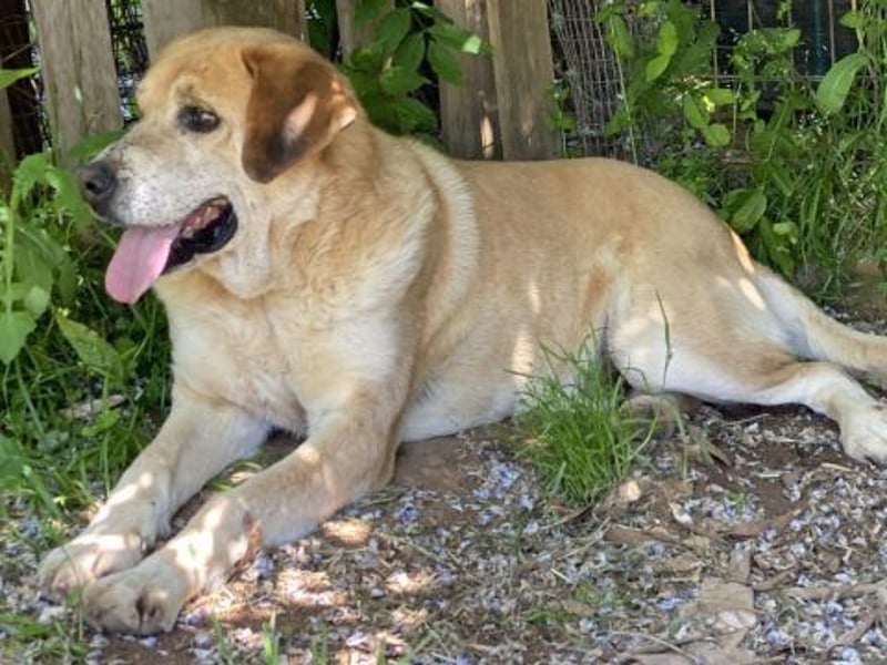 Freundlicher Kleon sucht einen warmen Seniorenplatz