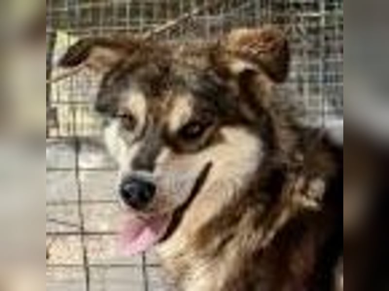 Kyros - ein Herz auf 4 Pfoten