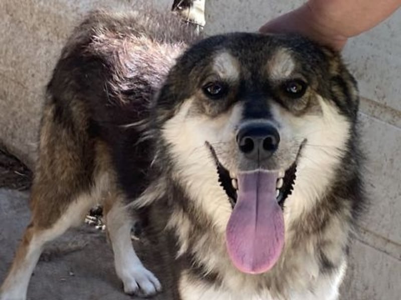 Kyros - ein Herz auf 4 Pfoten