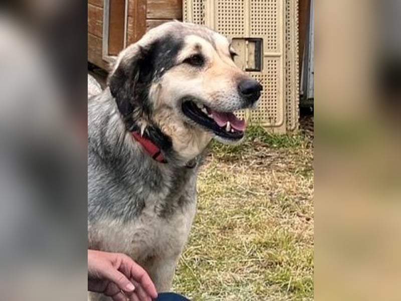 Herzenshund Martina sucht Ihre Menschen