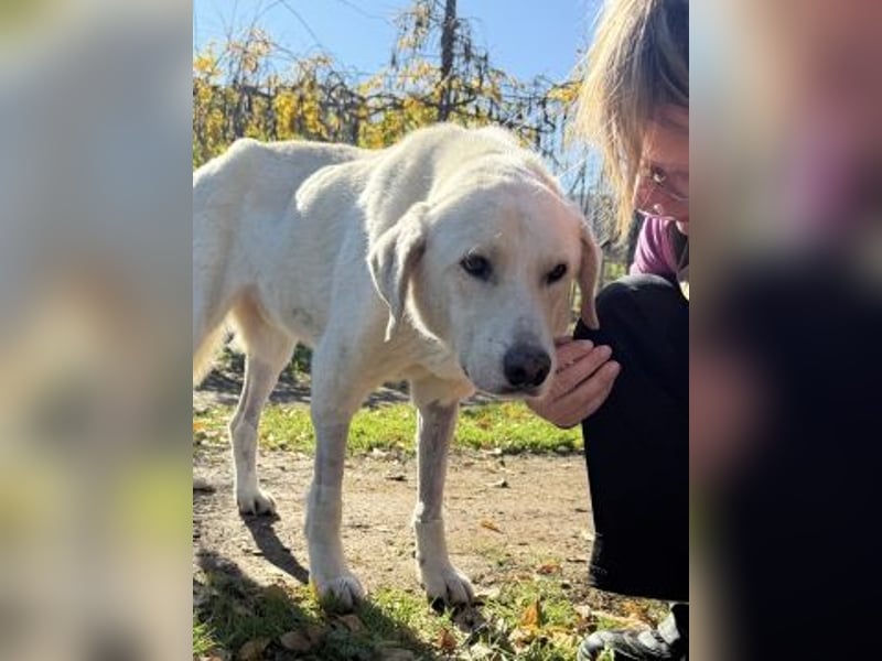 Freundlicher Manthos auf Familiensuche