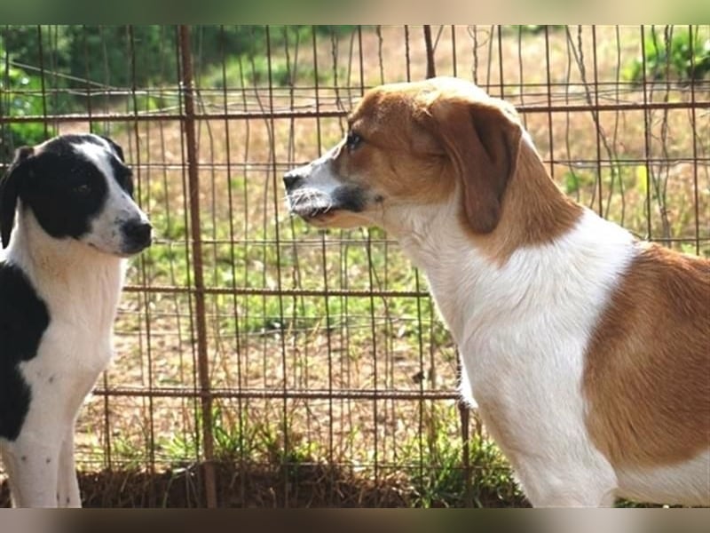 Freundlicher Lony - auf der Suche nach seinem Zuhause