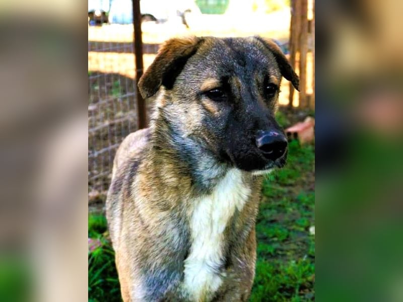 Freundliche Kyra sucht ihr Glück