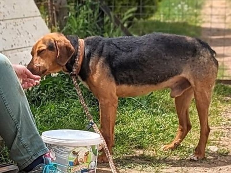 Kitsos - liebevoller Rüde sucht sein Glück