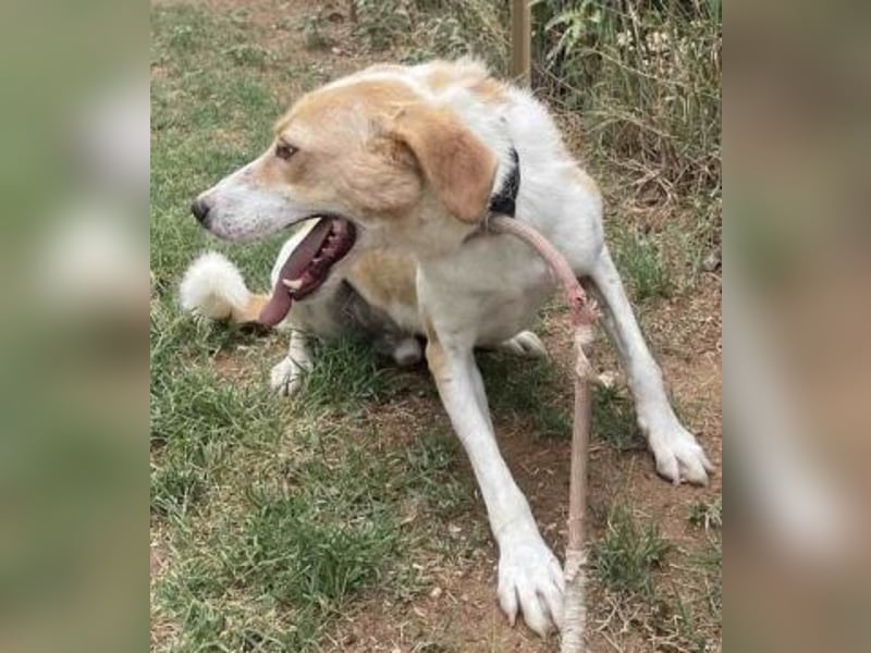 Freundlicher Frankie sucht seine Familie