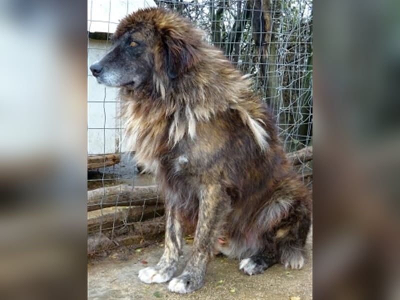 freundlicher Jovan wartet in 28857 Syke