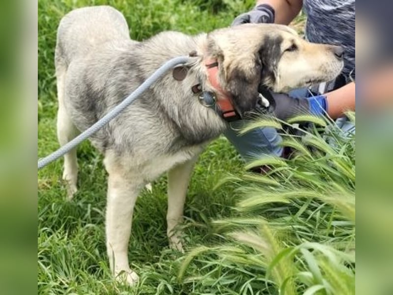 Herzenshund Martina sucht Ihre Menschen