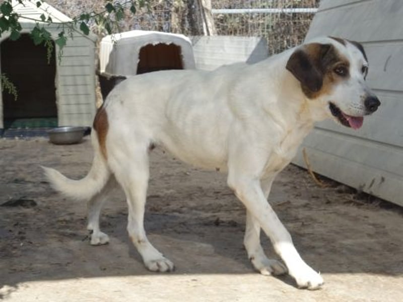 Alaska - ruhiges, verträgliches Hundemädchen