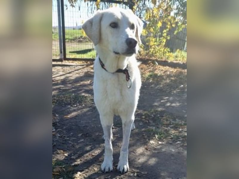 Freundlicher Manthos auf Familiensuche