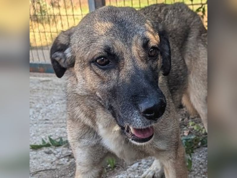 Freundliche Kyra sucht ihr Glück