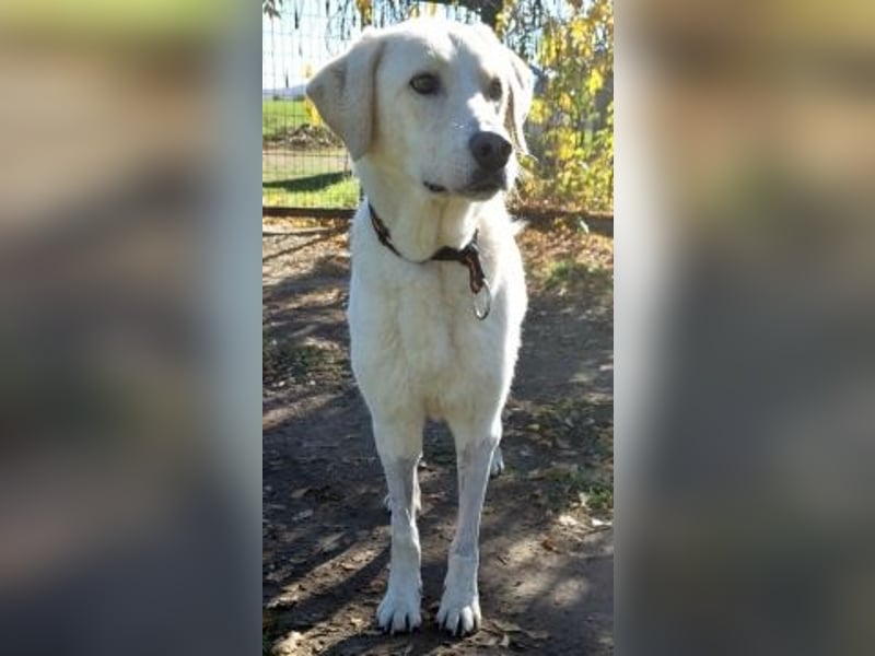 Freundlicher Manthos auf Familiensuche