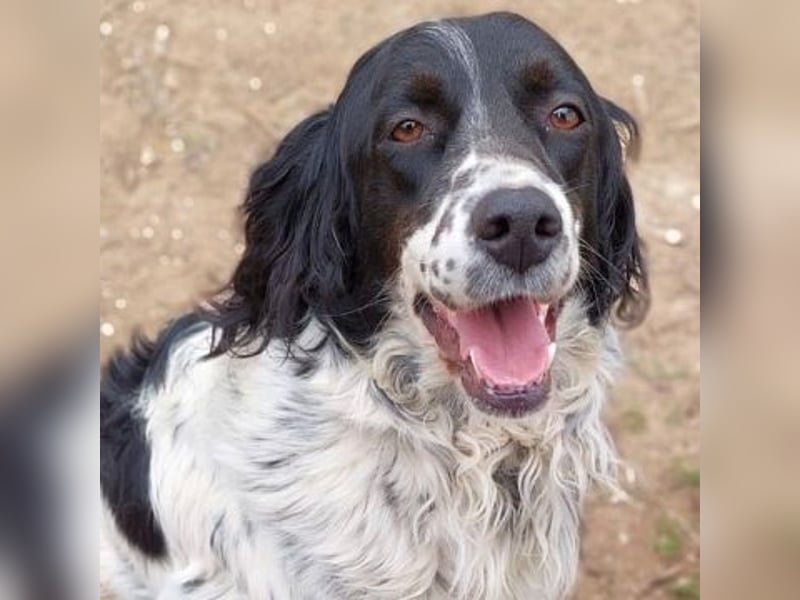 Serafina- schmusige Setter-Mix-Hündin liebt Mensch und Tier