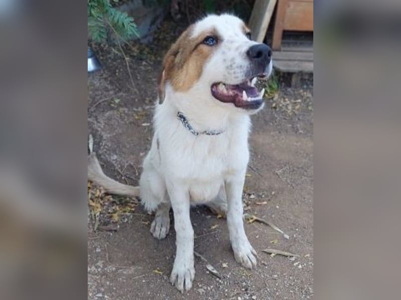 Freundlicher CLIFF - ein Herz auf 4 Pfoten