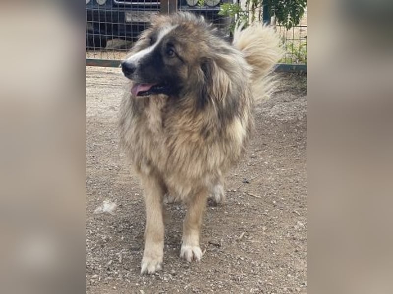 Panagos sucht Zuhause mit Arbeitsauftrag