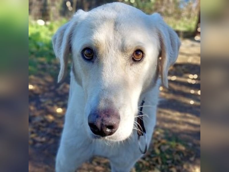 Freundlicher Manthos auf Familiensuche