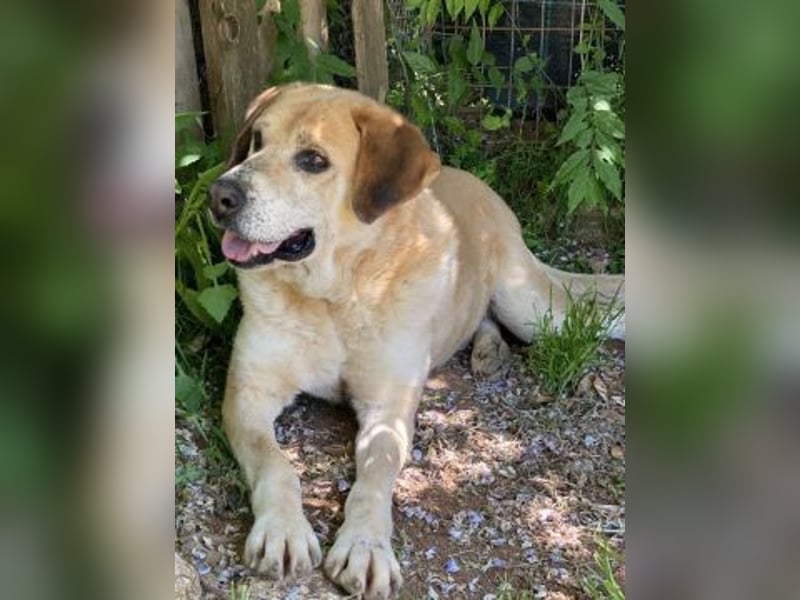 Freundlicher Kleon sucht einen warmen Seniorenplatz