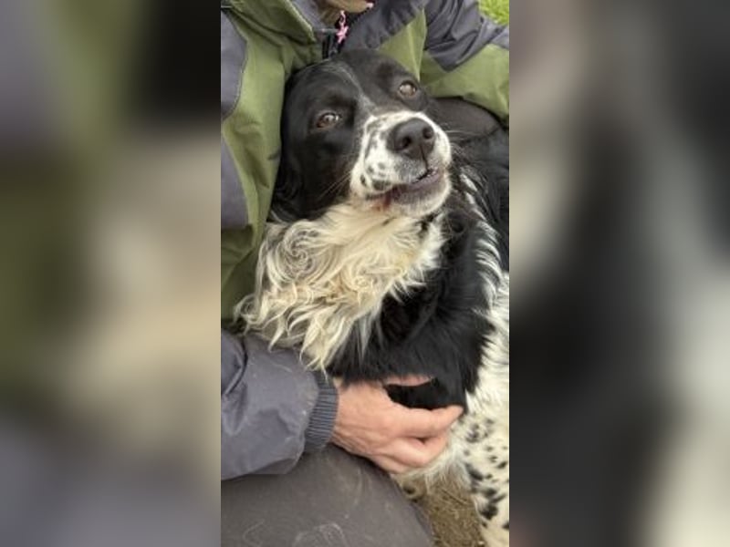 Serafina- schmusige Setter-Mix-Hündin liebt Mensch und Tier