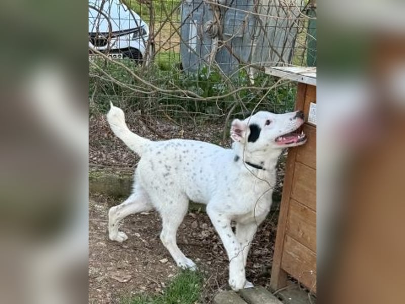 Herzenshund Scooby Doo sucht liebevolles Zuhause