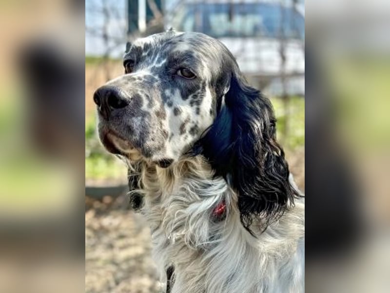 Matteo - feiner junger Setter-Mix