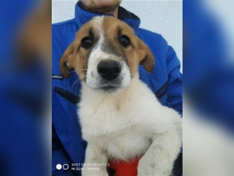 Emma - freundliche Hündin sucht ihre Familie