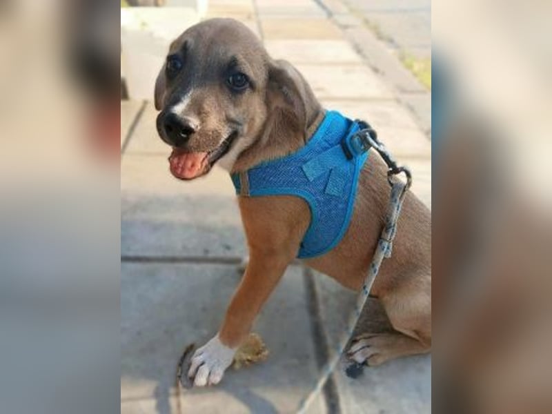 *Reserviert* Eric - kleiner Racker sucht Familienanschluss