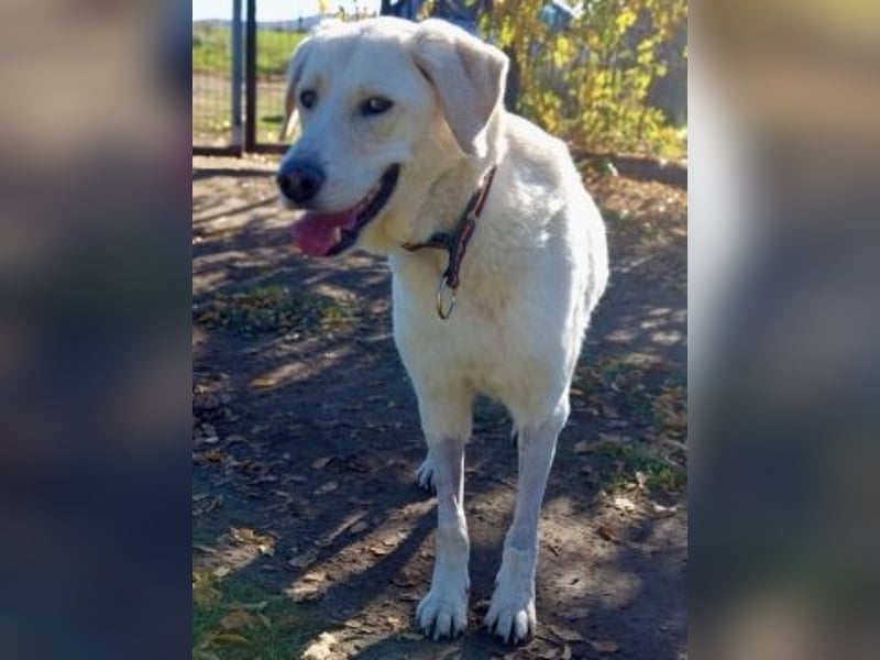 Freundlicher Manthos auf Familiensuche