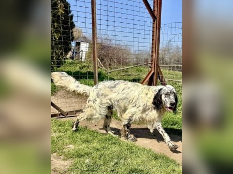 Matteo - feiner junger Setter-Mix