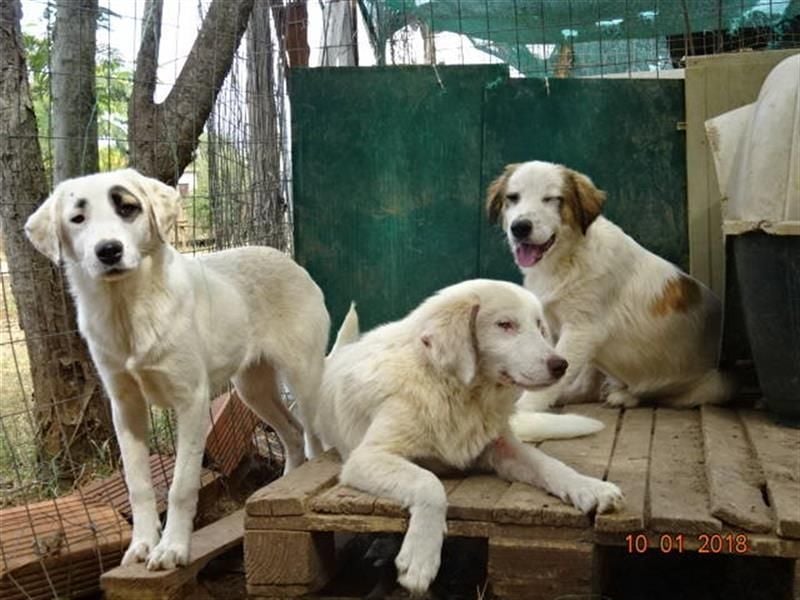 Aroma - eine sanfte Seele wartet auf ihr Glück