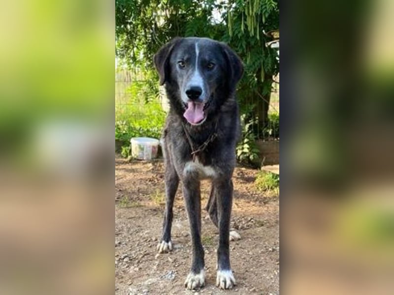 Vital - eine sanfte Seele wartet auf sein Glück